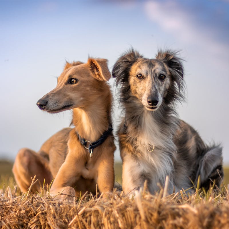 2 Silken Windhound dogs laying on the grass