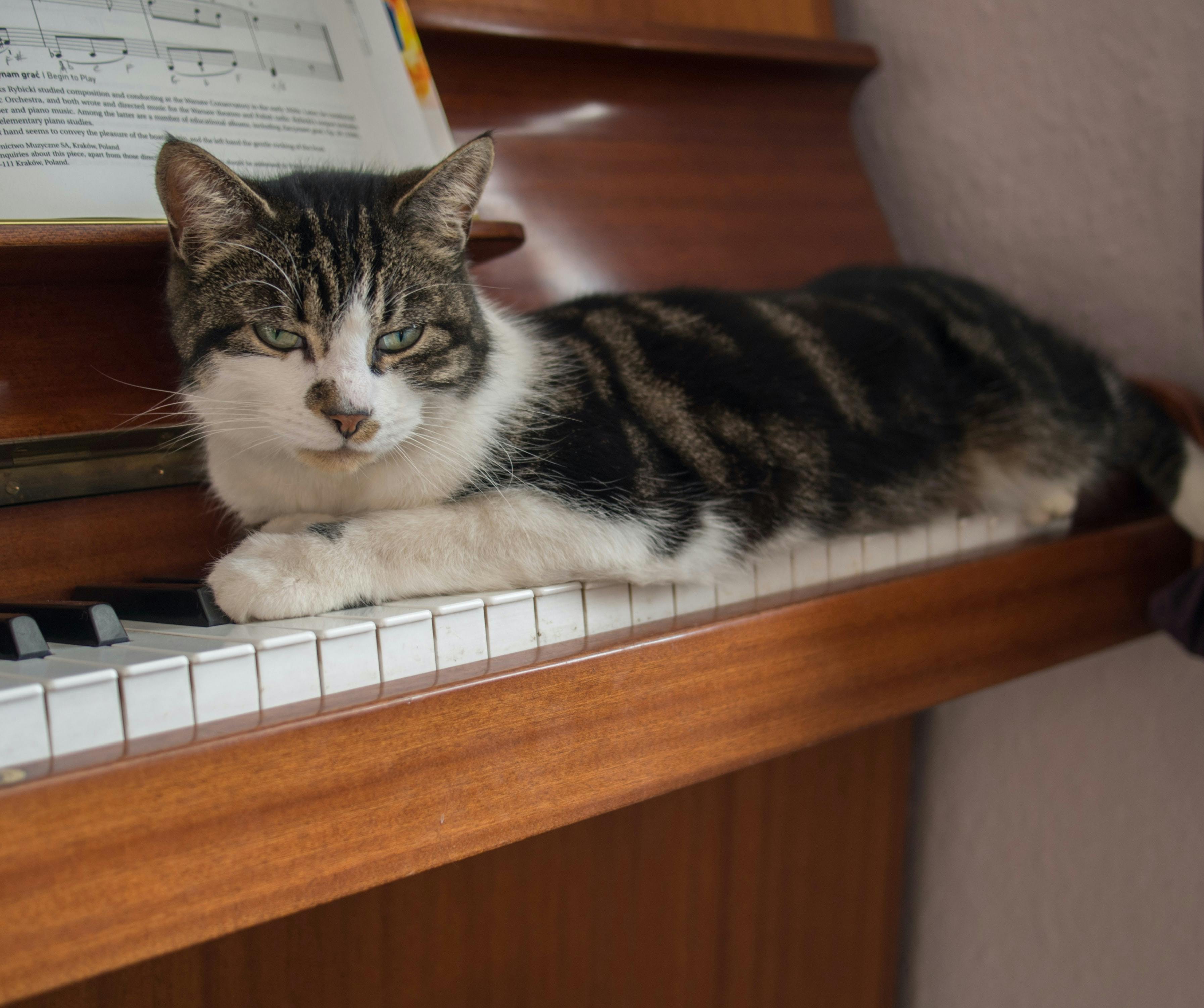 Cat laying on top of the piano keys.