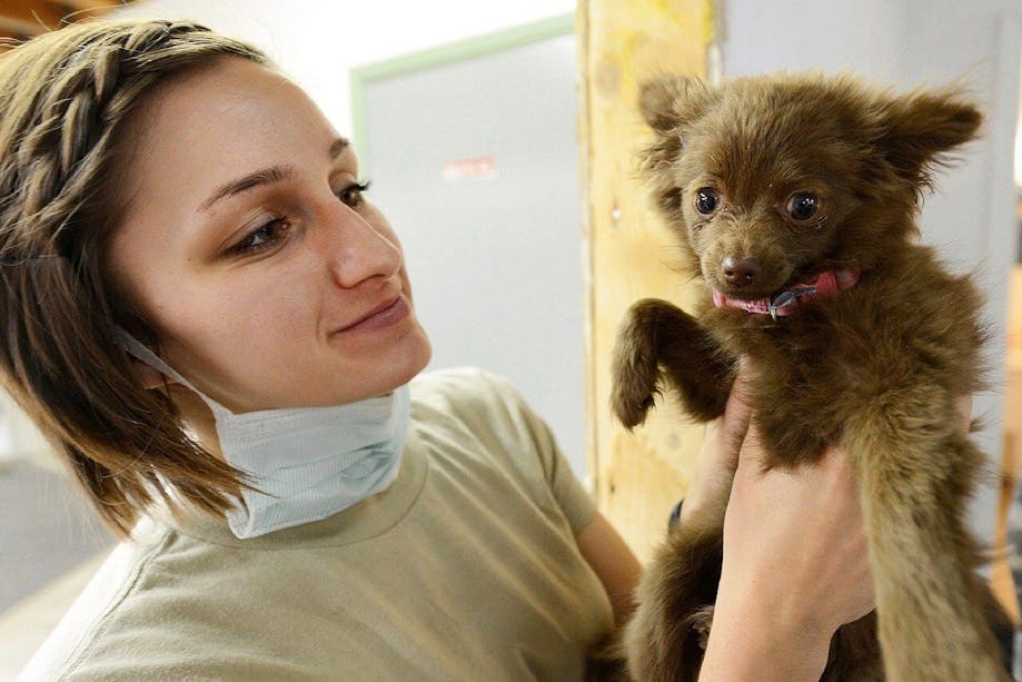 Veterinarian inspecting puppy