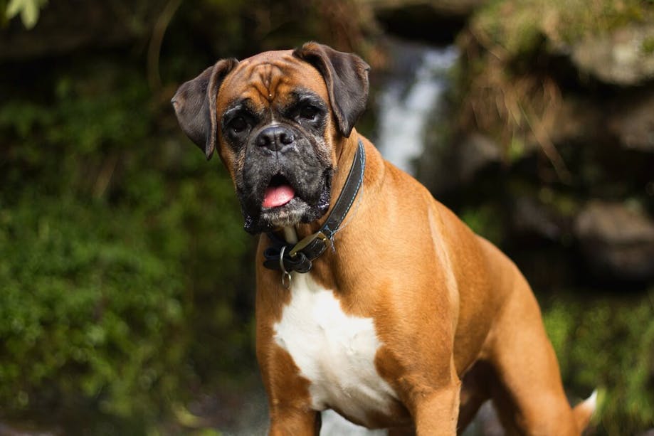 Boxer with black mask