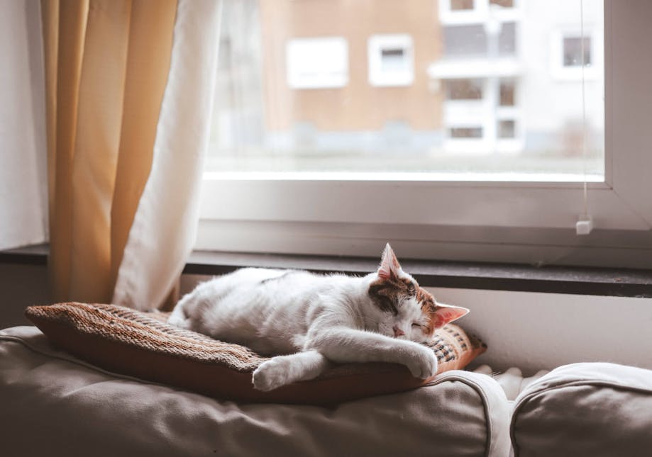 Cat lying on top of a couch next to a window