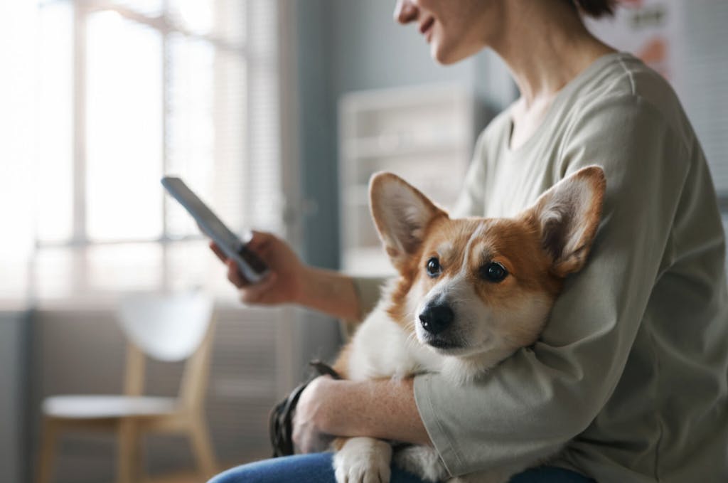 Woman holding a Corgi while looking at her phone.