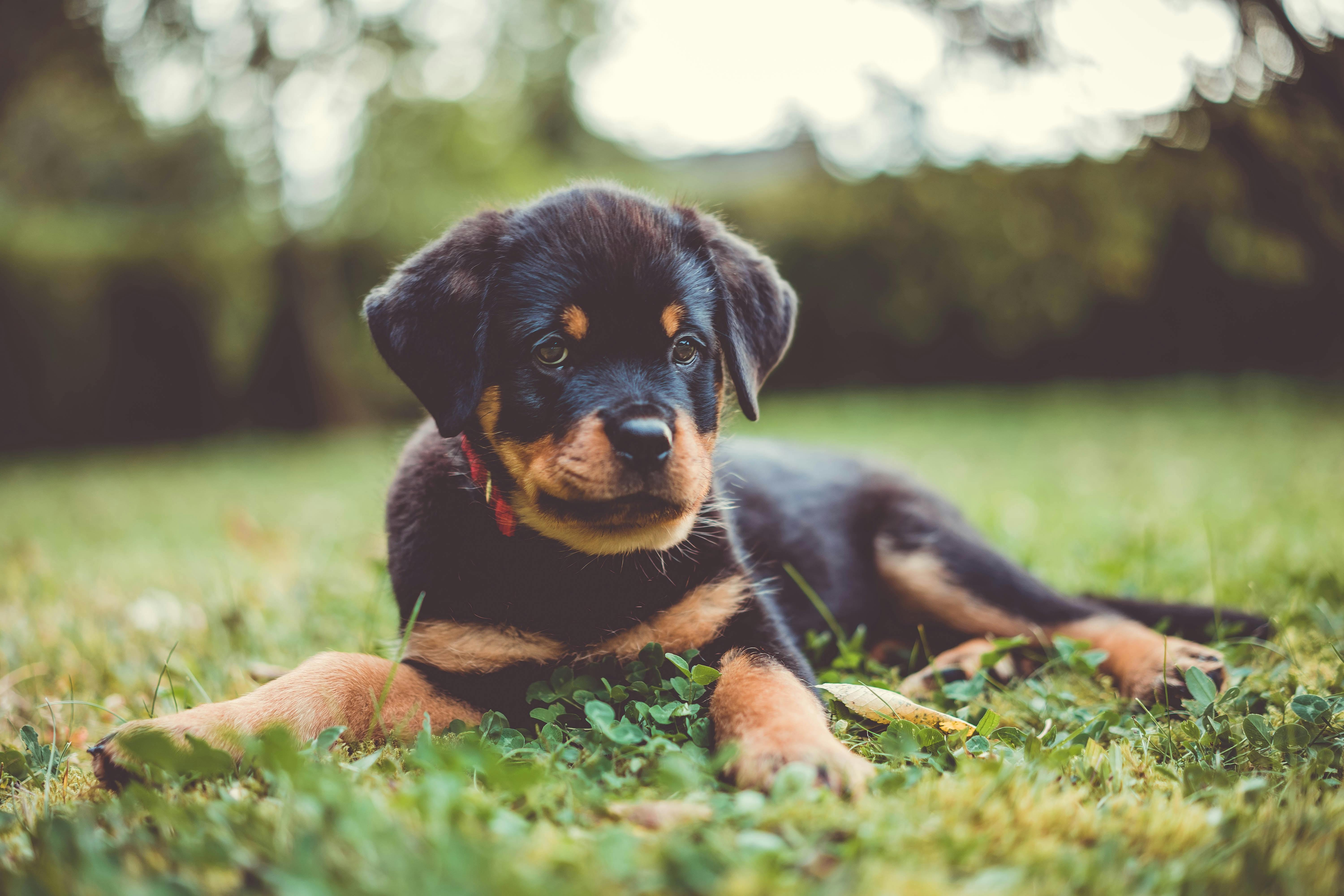 Rottweiler puppy lying in the grass.