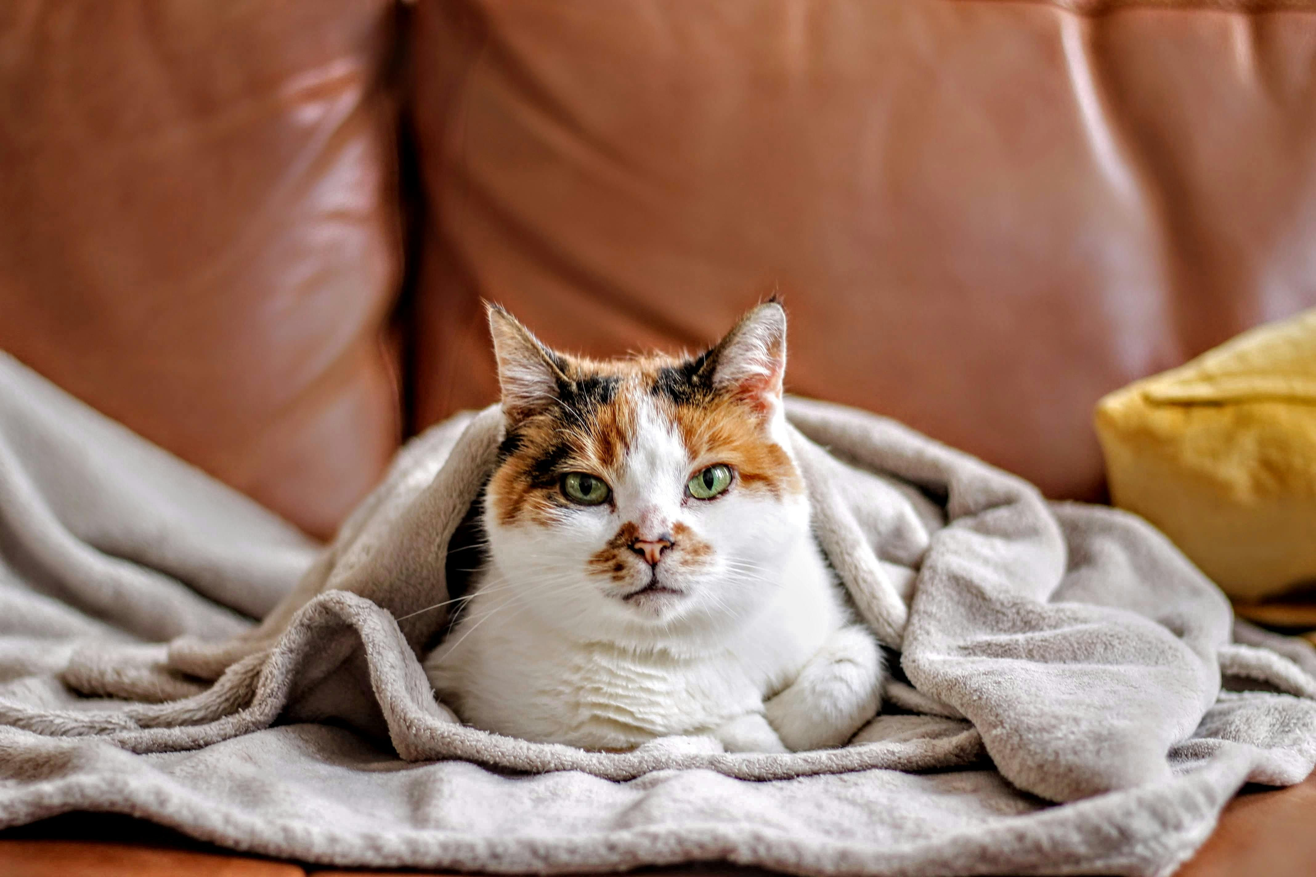 Calico cat curled in a blanket on a couch.