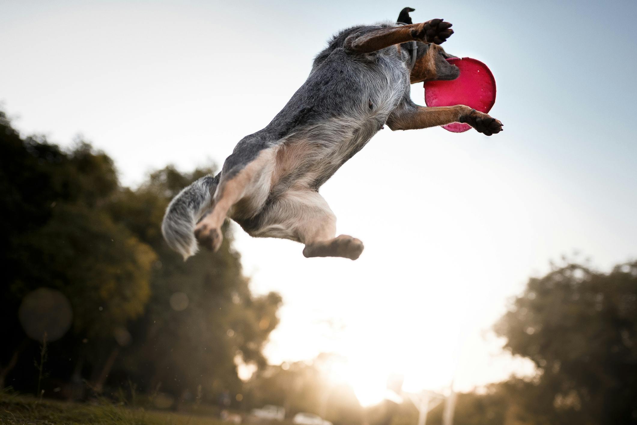 Dog jumping in the air to catch a frisbee.