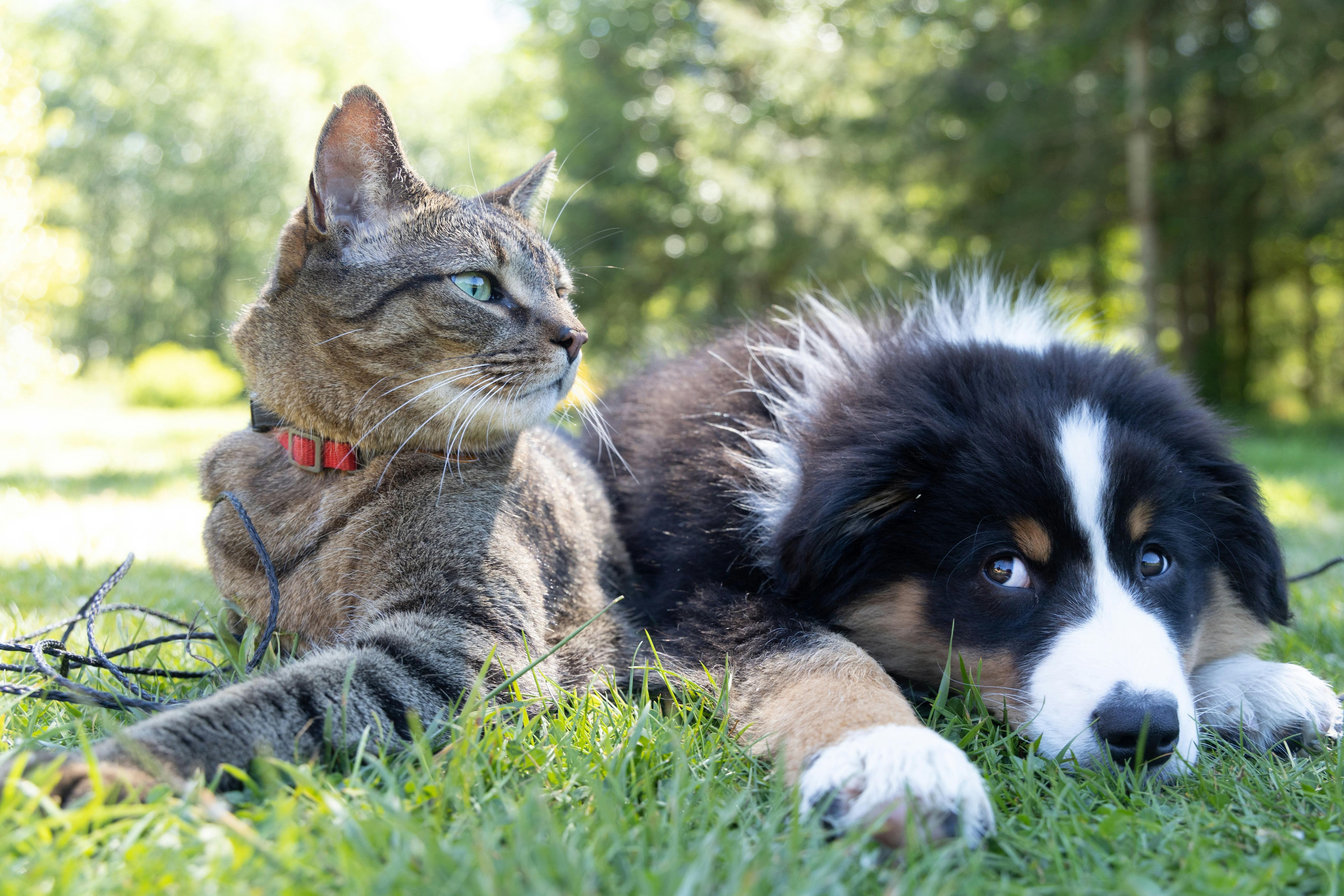 Cat and puppy lying in the grass together.