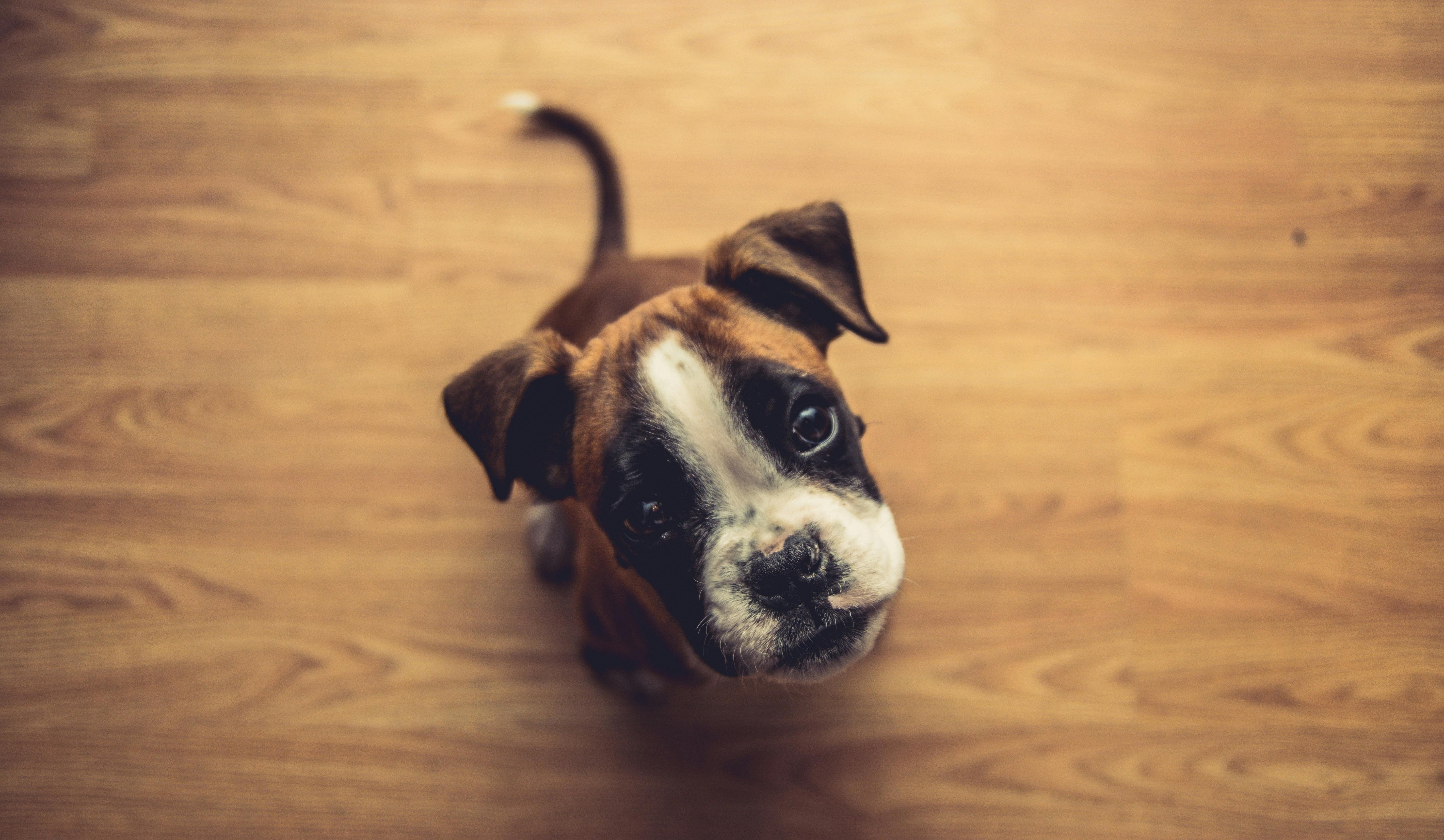 Boxer puppy sitting on the floor and looking at the camera with puppy eyes