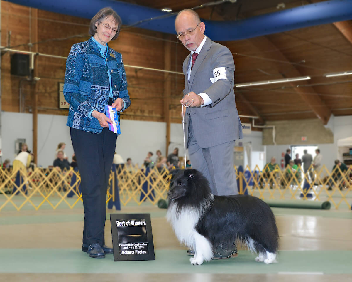 Dog show judging clearance ramp