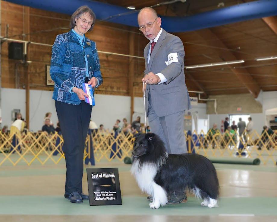 Dog show judge awarding points to the author's dog