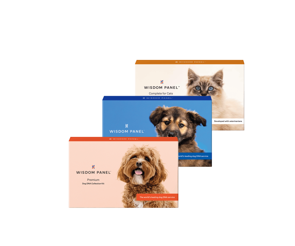 Wisdom Panel™ World's most accurate dog DNA test service