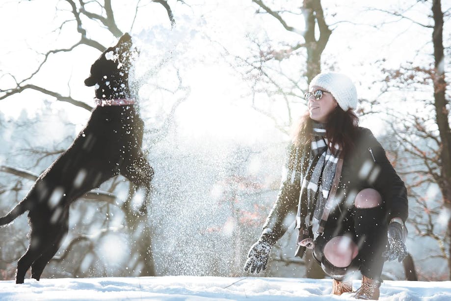 Dog playing in the snow with owner