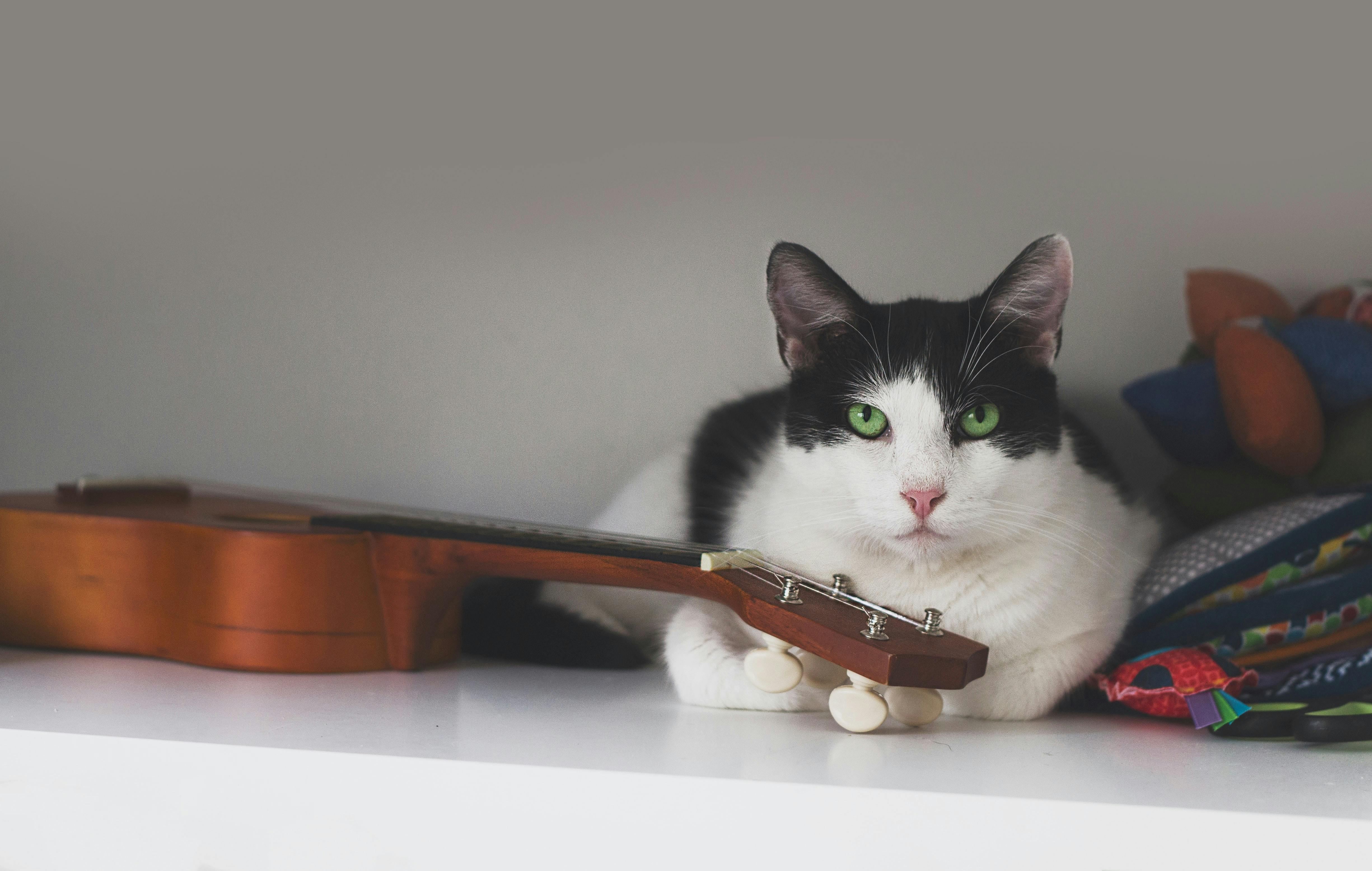 Cat laying next to an ukulele.