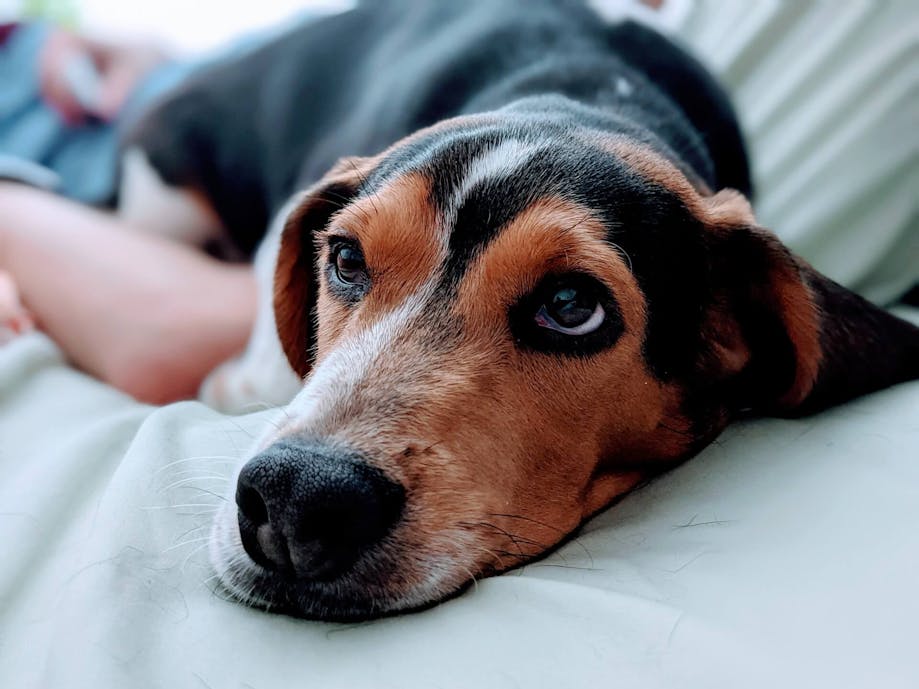 Dog lying on bed with owner