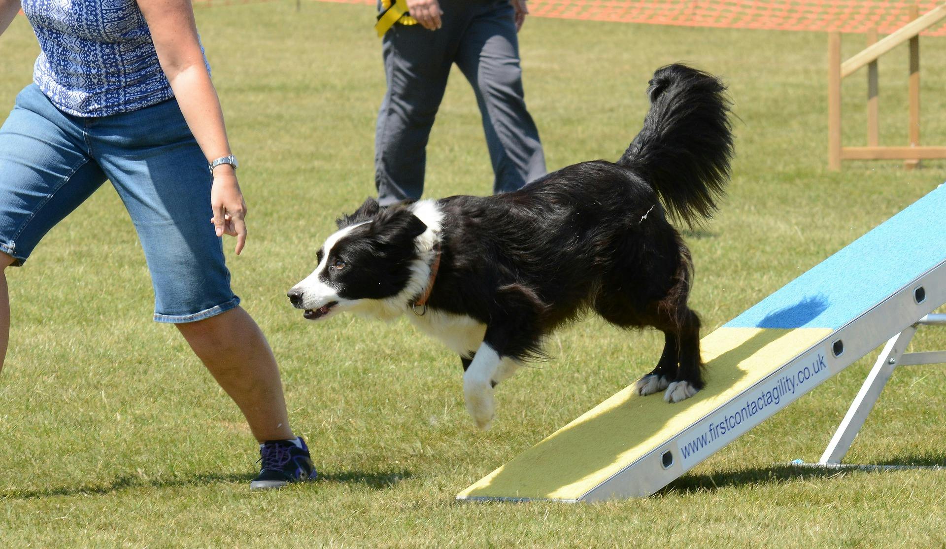 A dog doing sport