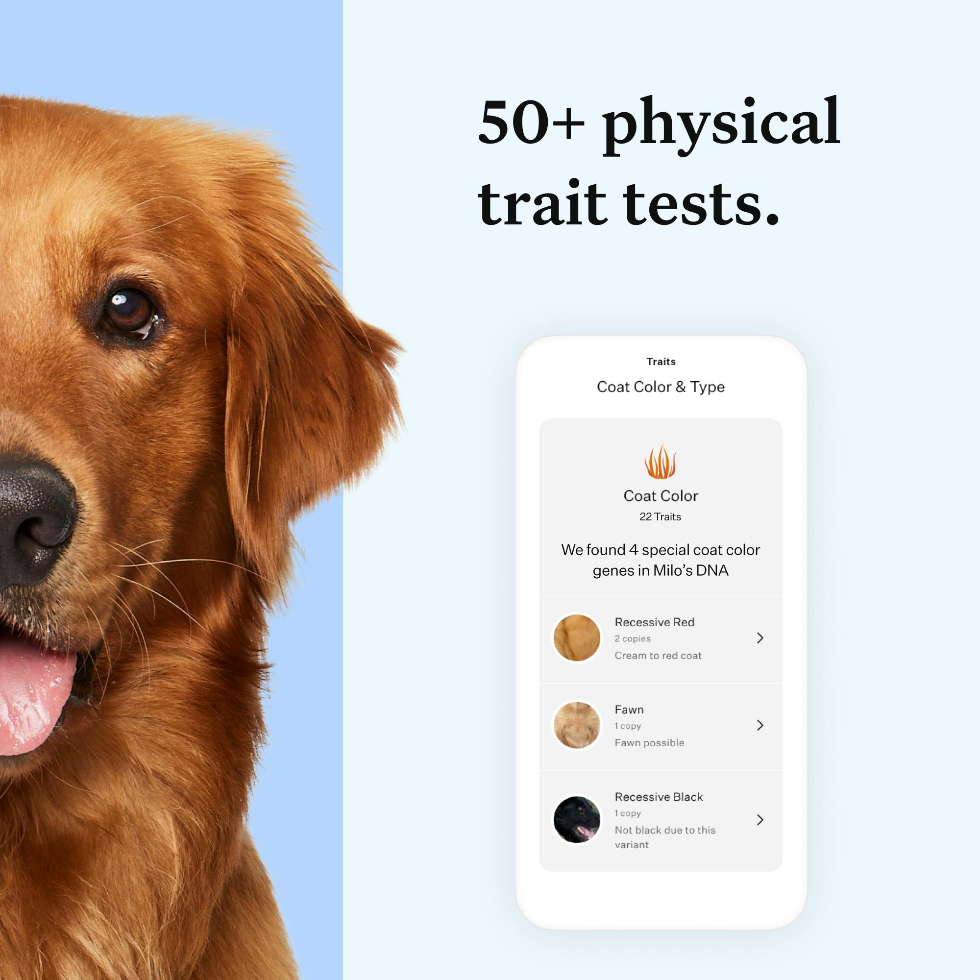Screenshot from Wisdom Panel report | 50+ physical trait tests.