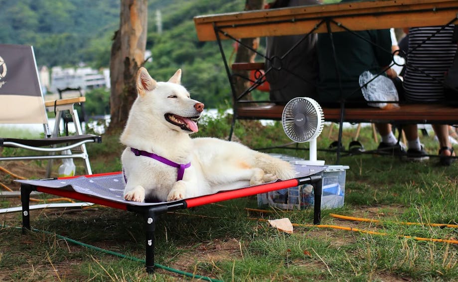 White Husky mix cooling off in front of a fan