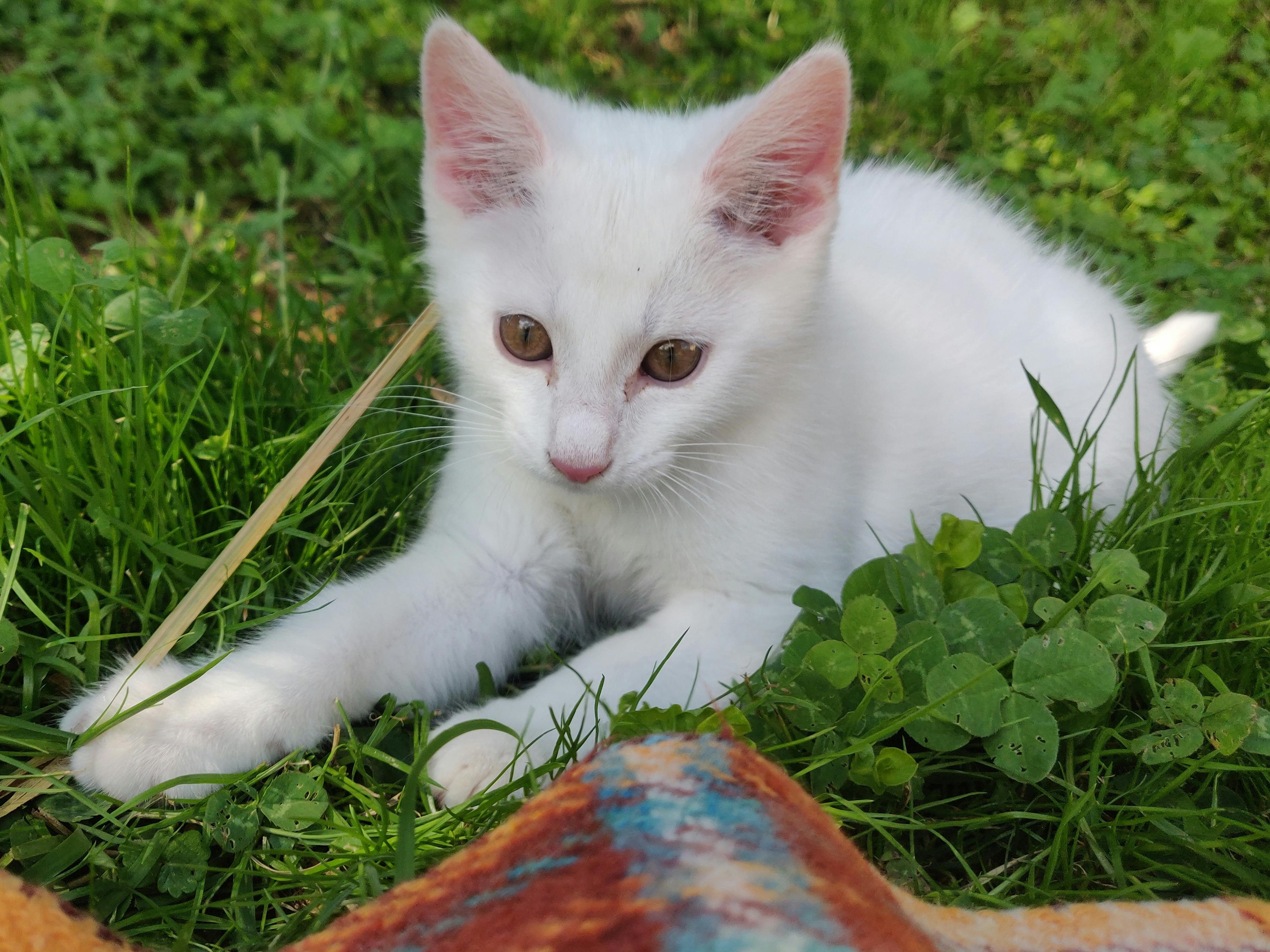 Kitten with white fur and a pink nose laying down in the grass