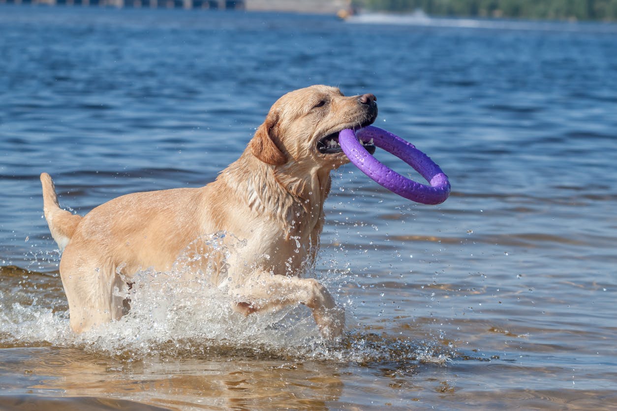Labrador retrieving a toy from the water. 