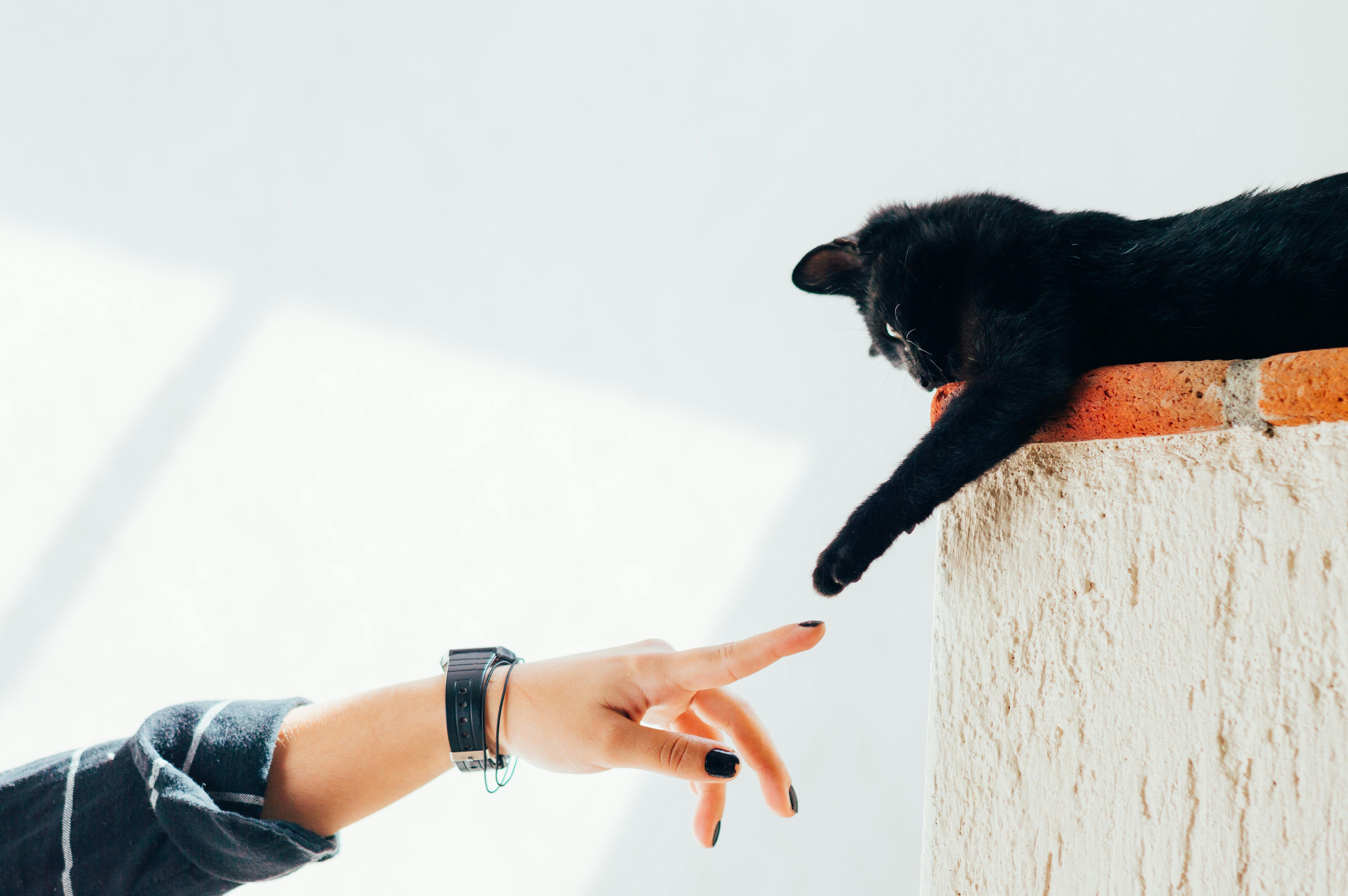 Black cat reaching paw out to touch a person's hand