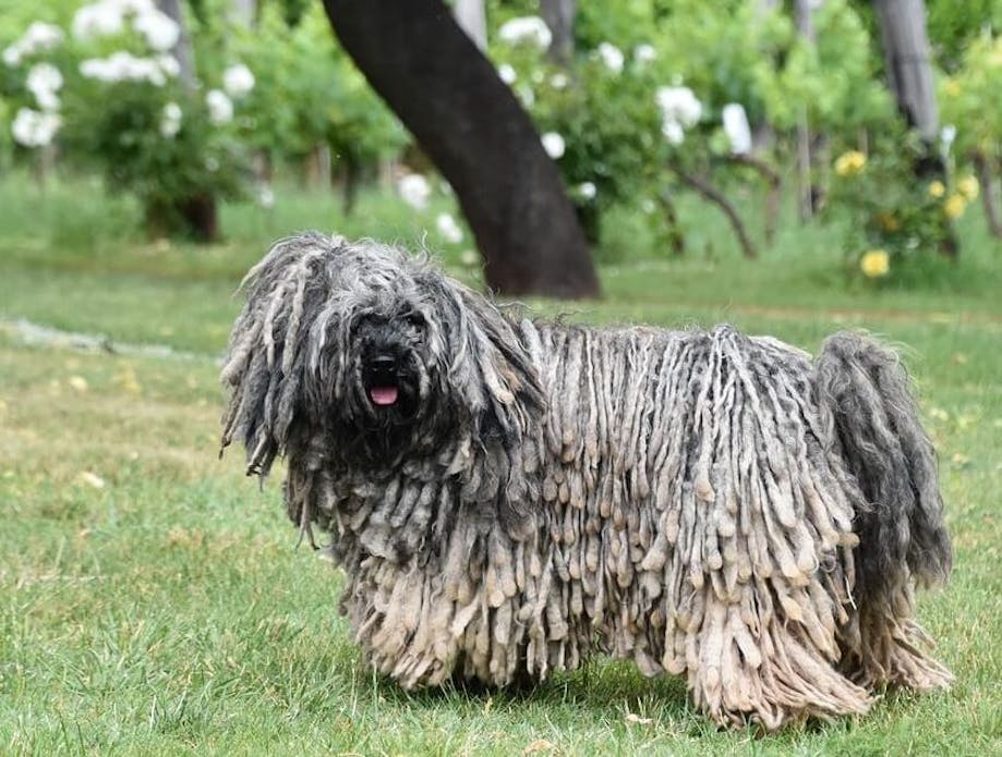 Puli dog with traditional dreadlocks-like coat