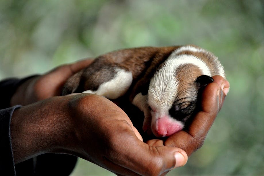 Hands carrying a puppy