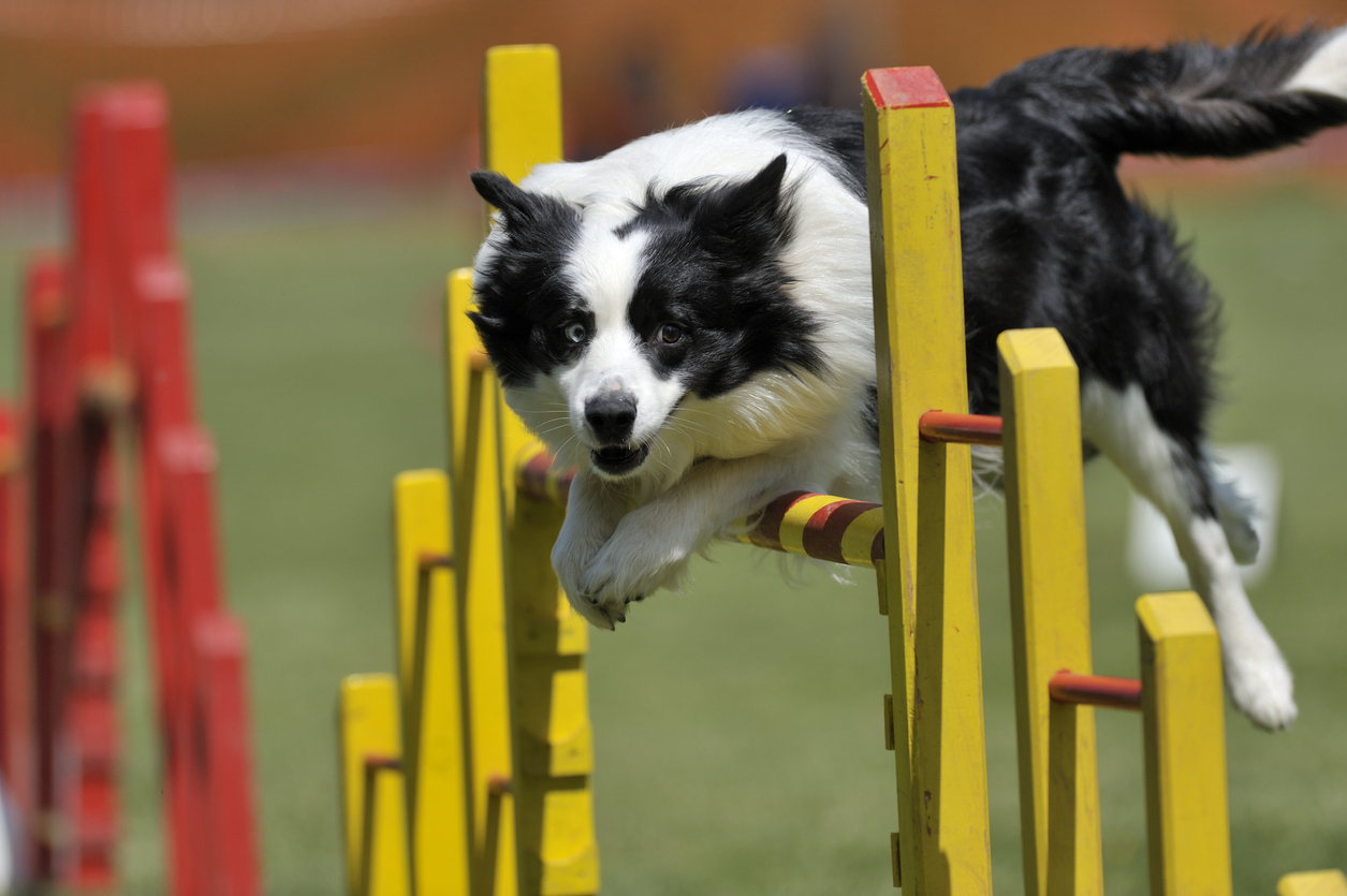 Dog agility gifts best sale