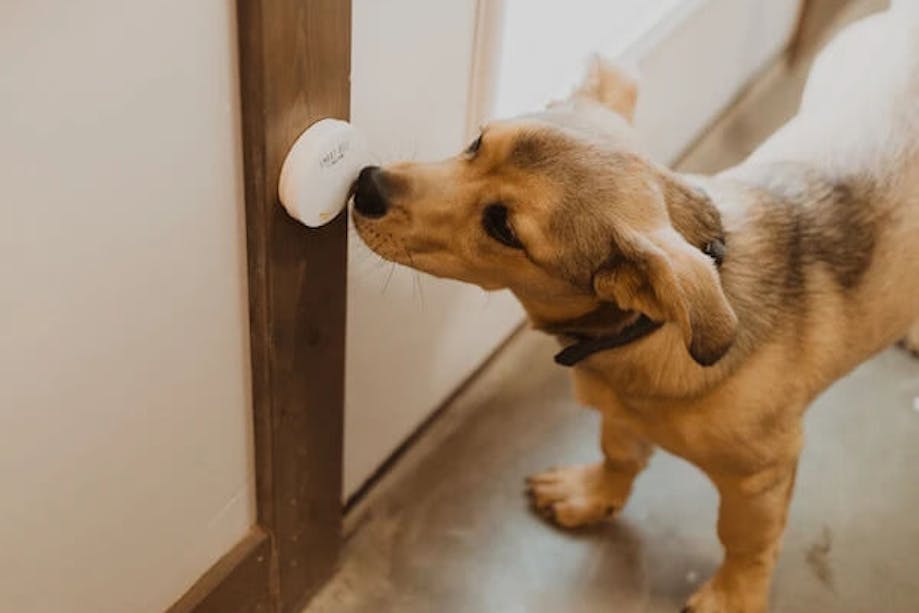 Dog pressing nose to MightyPaw pet doorbell