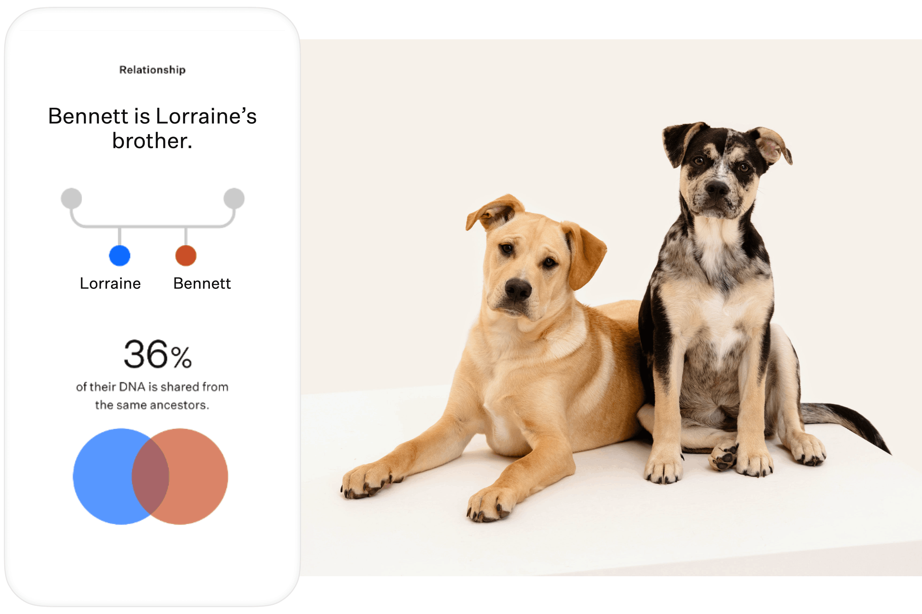 Wisdom Panel™ Relatives results beside two mixed-breed dogs that look like they could be related