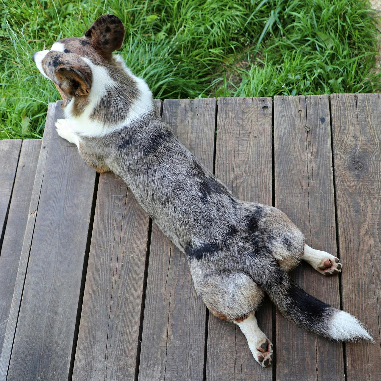 Corgi lying down on a deck with his legs out behind him.