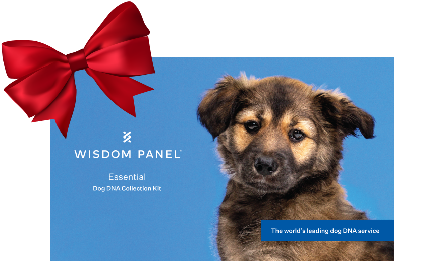 wisdom panel dna test kit