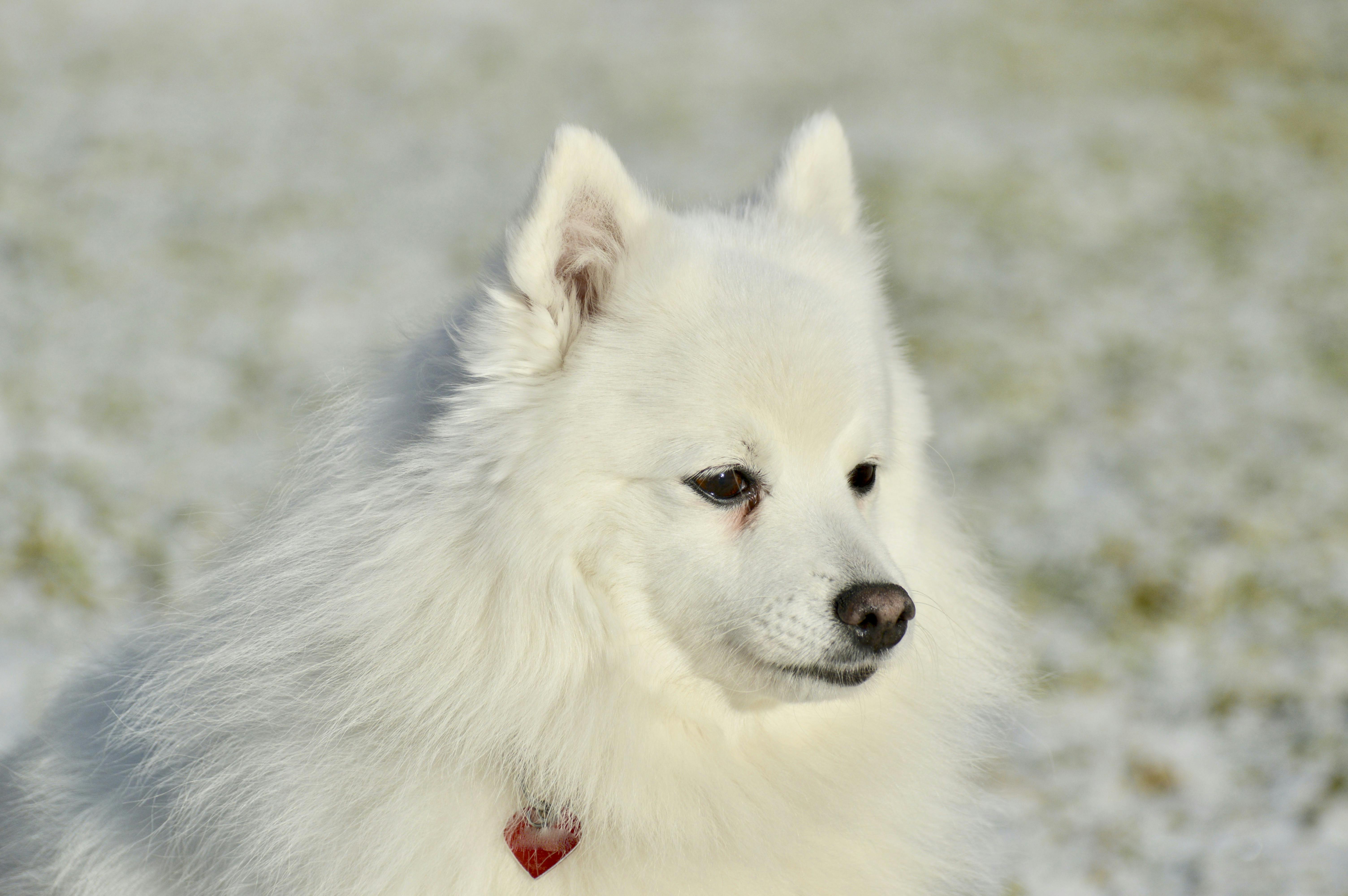 Fluffy white dog in the snow