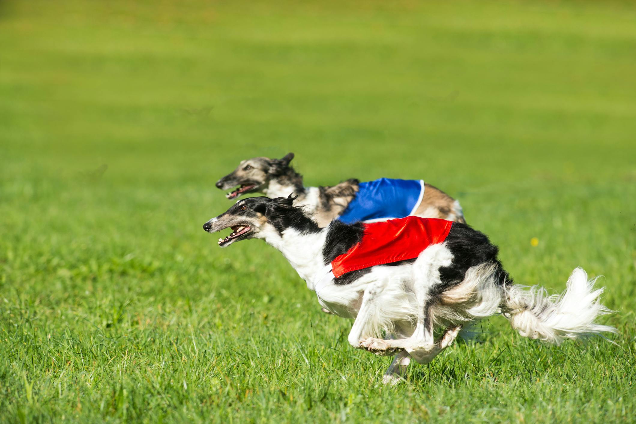 Fun Dog Sports  Lure Coursing 