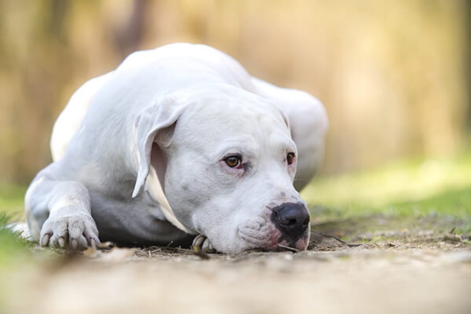 An Argentine Dogo laying down