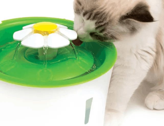 Cat drinking water from a water fountain