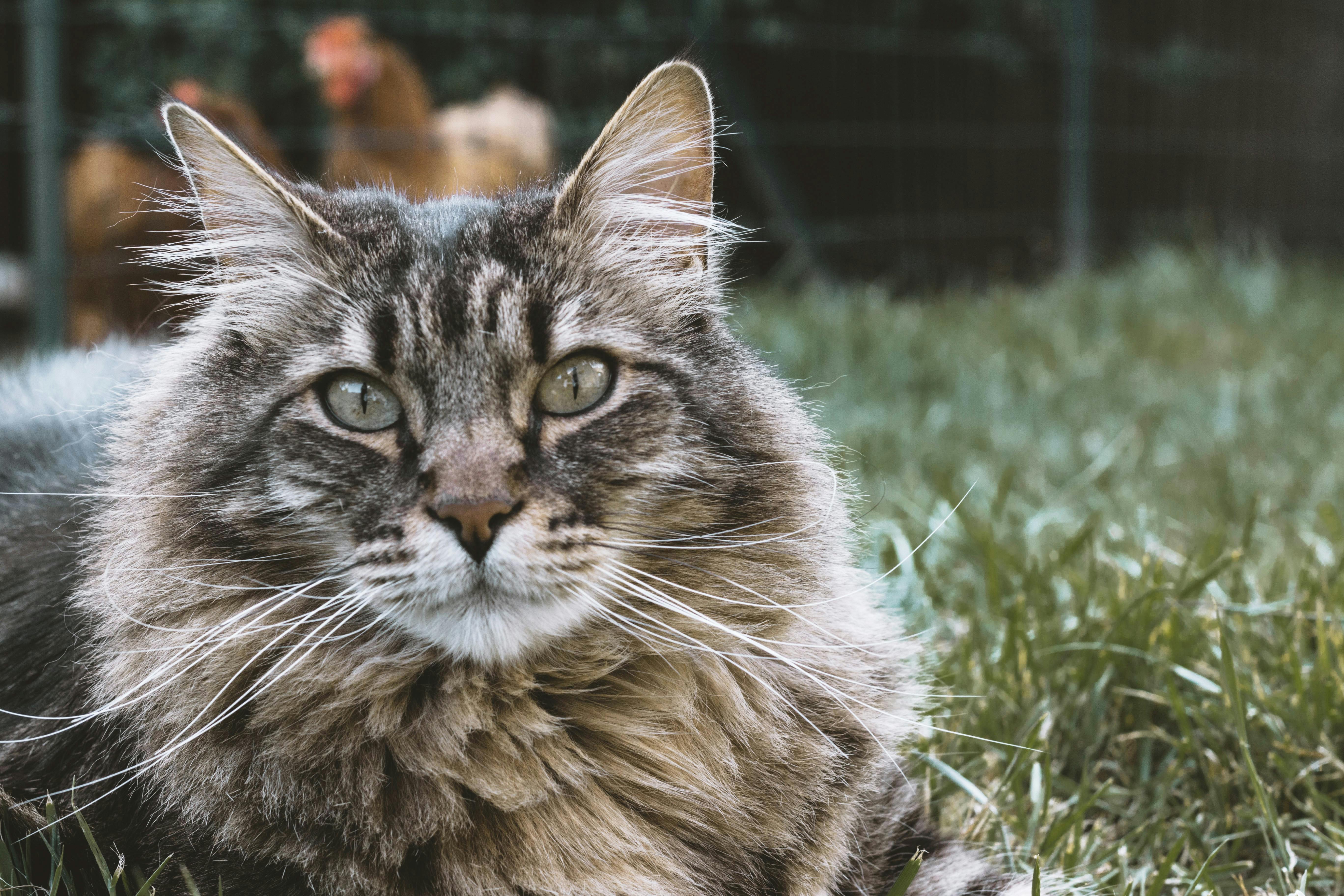 Long haired cat looking at the camera