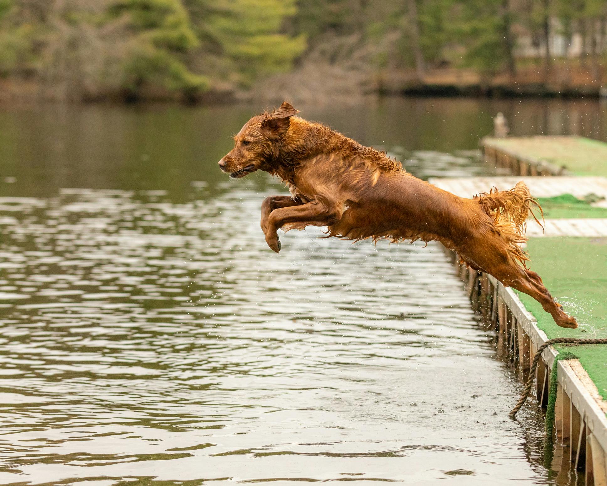 Golden Retriever jumping off a dock.