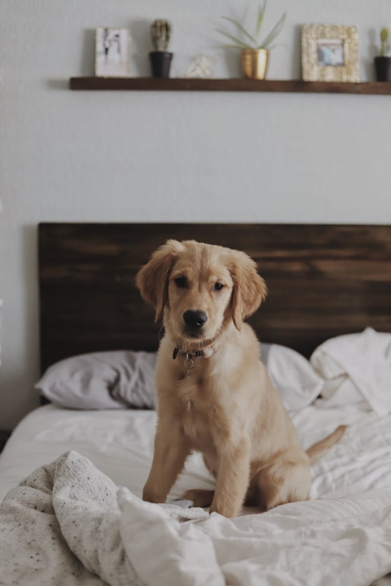Labrador Retriever puppy sitting on a bed
