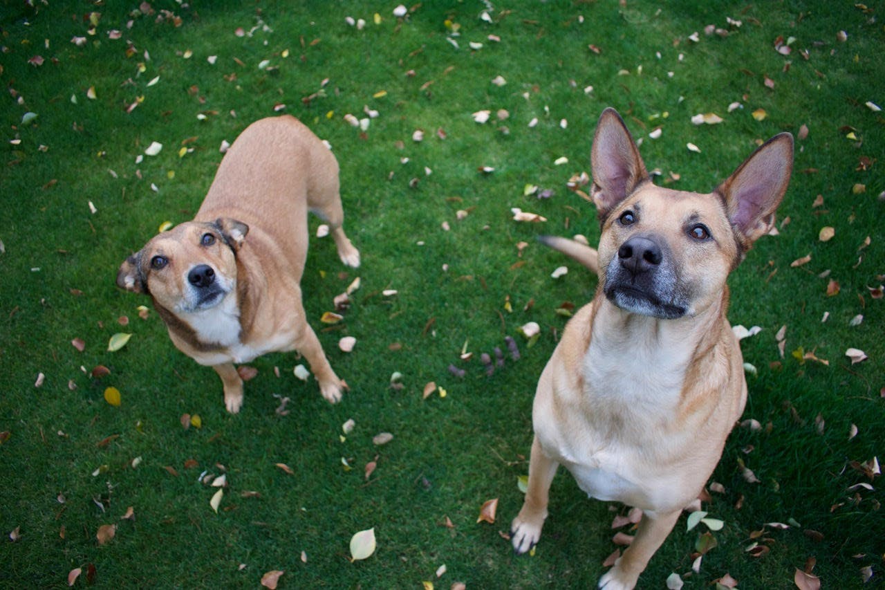 2 dogs looking up at the camera