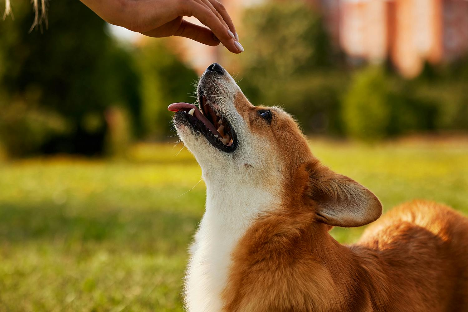 A Corgi looking up at their owner.