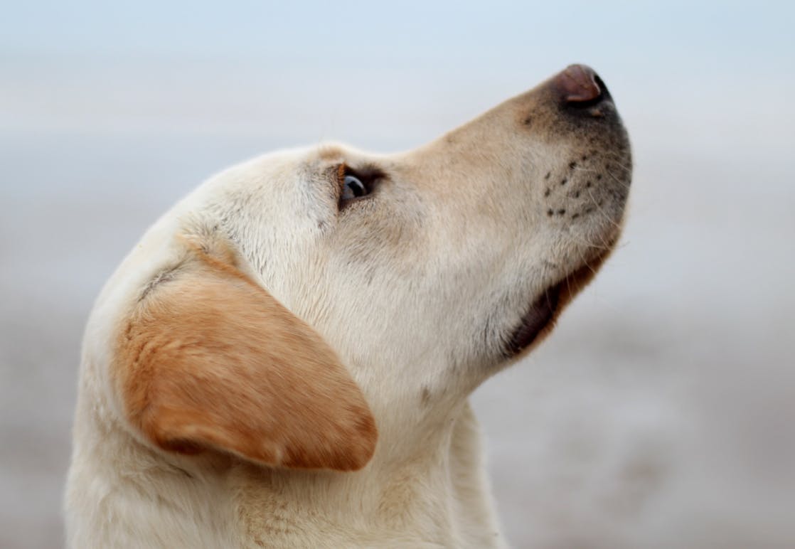 Yellow lab from the side looking intently at something