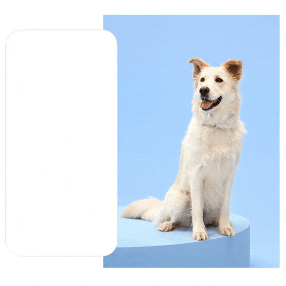 Wisdom Panel dog breed DNA test