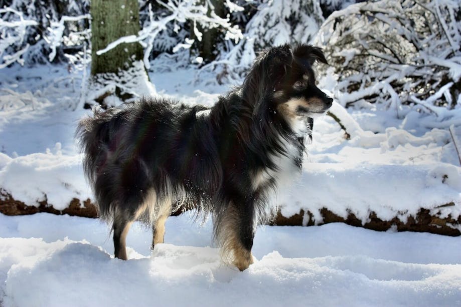 Australian Shepherd standing in the snow