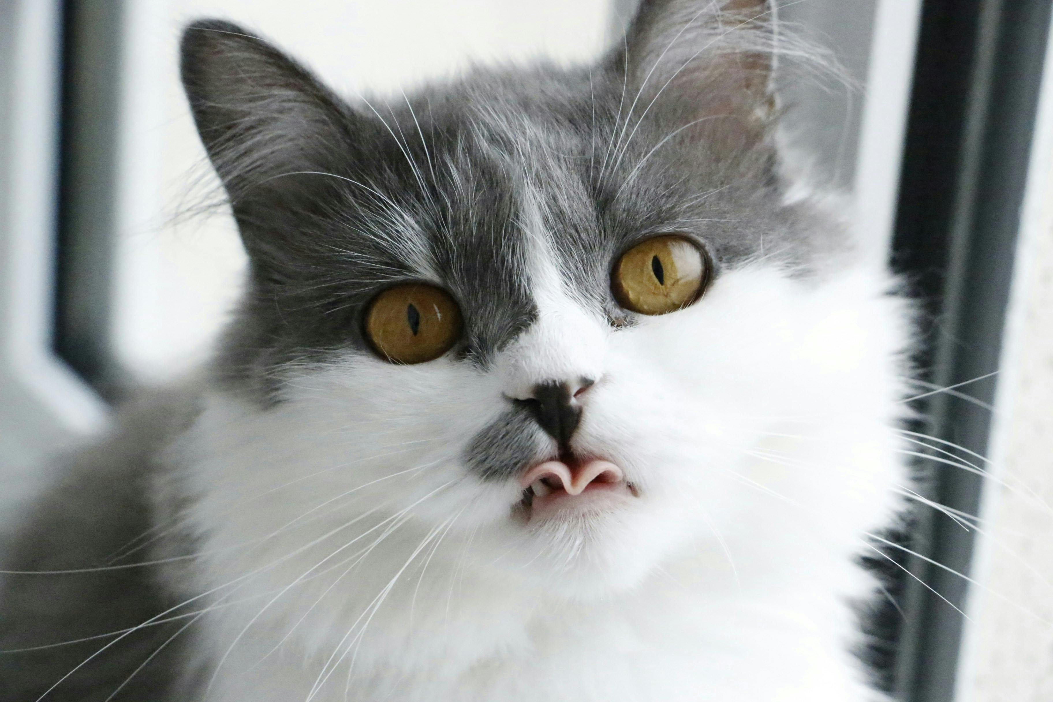 Close-up of a gray and white cat's face.