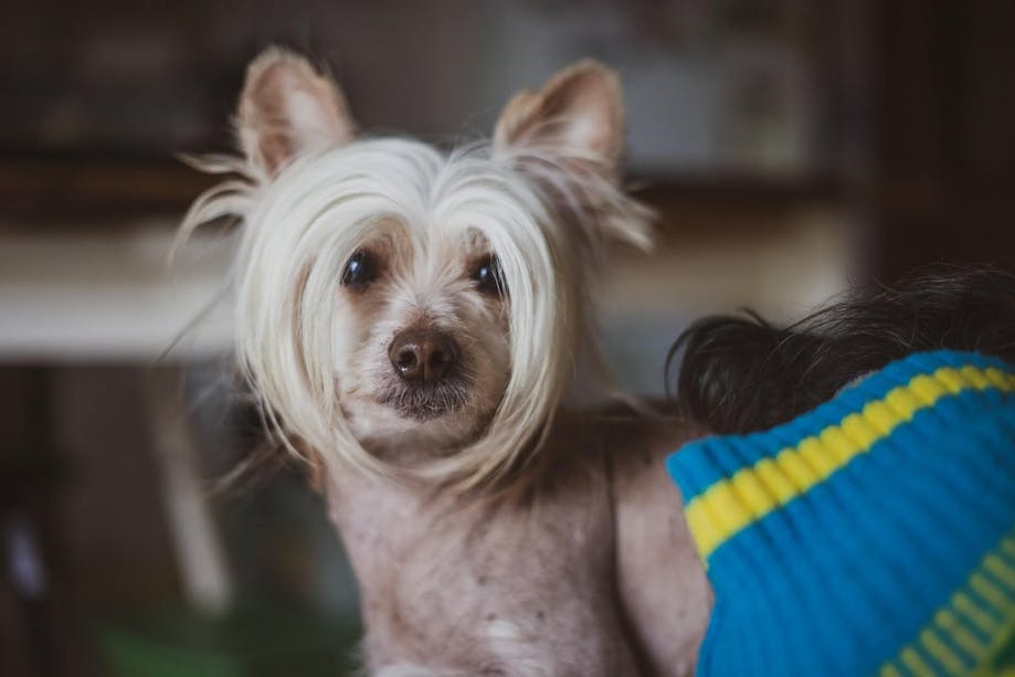 Chinese Crested hairless dog