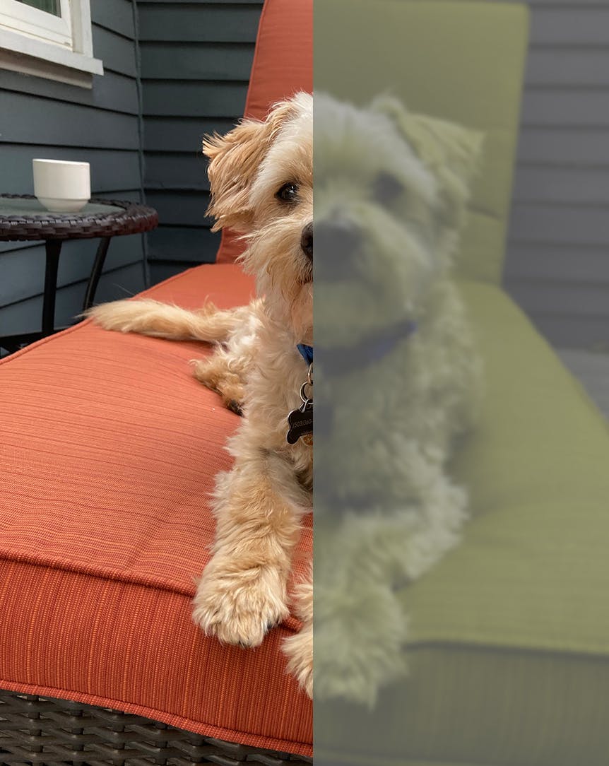 Split screen of a photo of a dog showing how humans see color vs dogs.