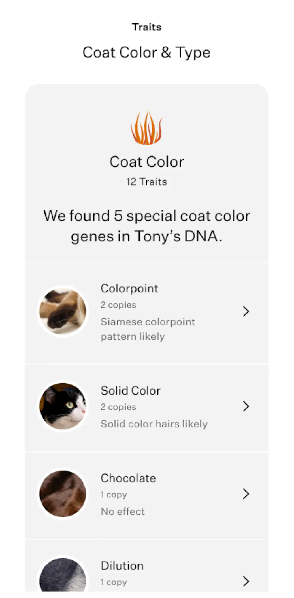 Picture of Shop cat DNA tests | Wisdom Panel™ Complete for Cats