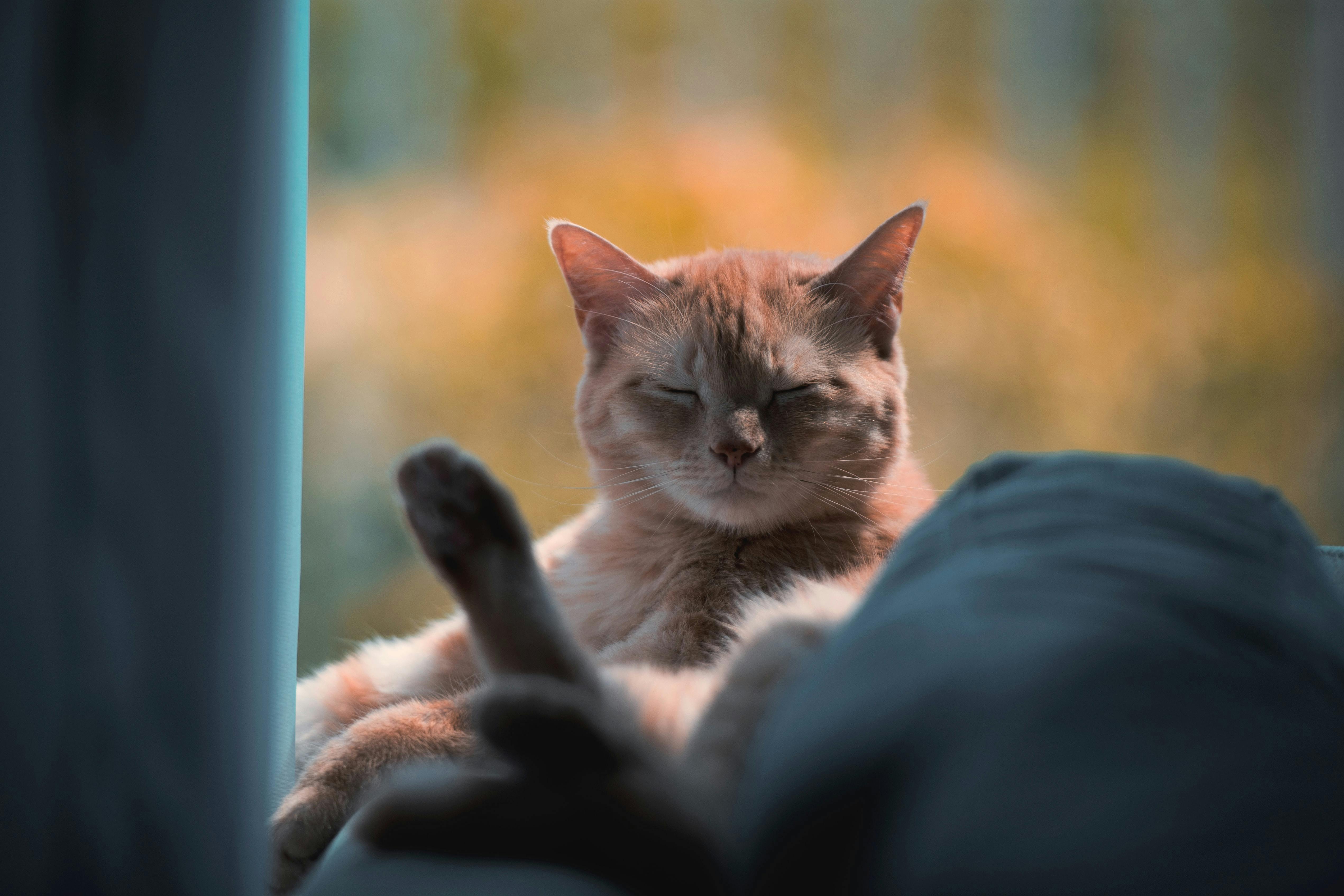 Cat sleeping while sitting up.