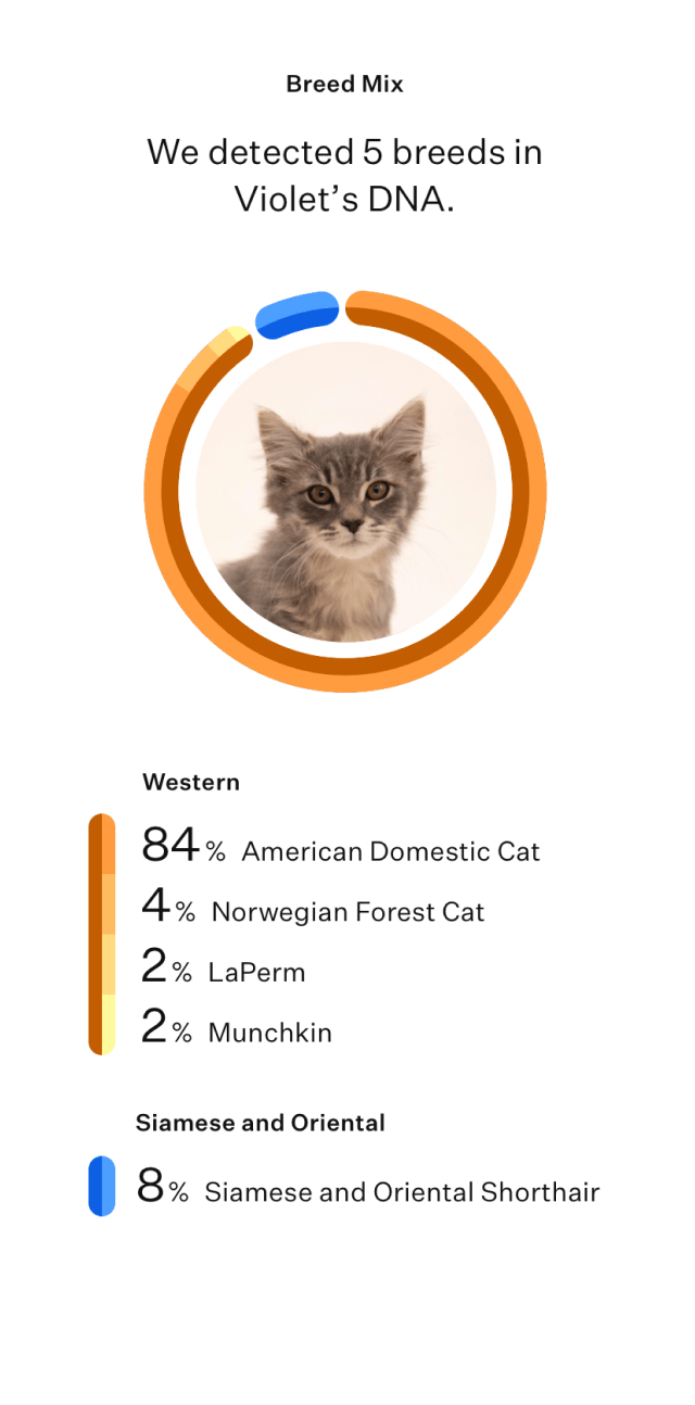 Cat DNA test ancestry results
