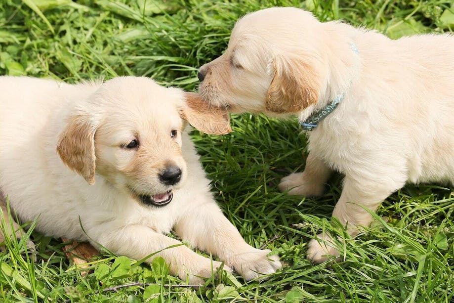 Twin puppies playing