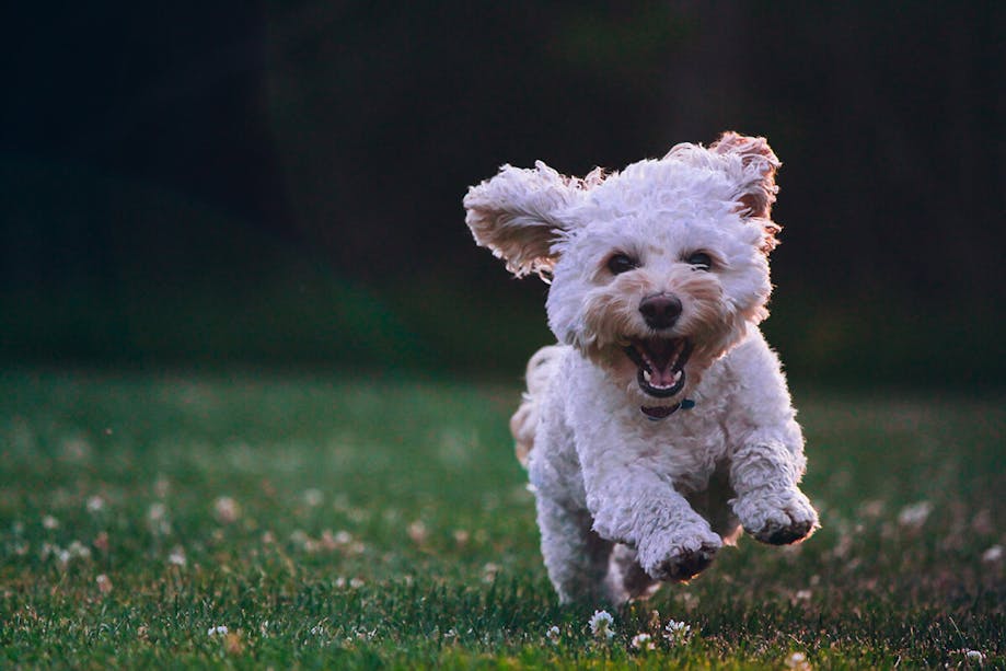 Happy dog running in grass